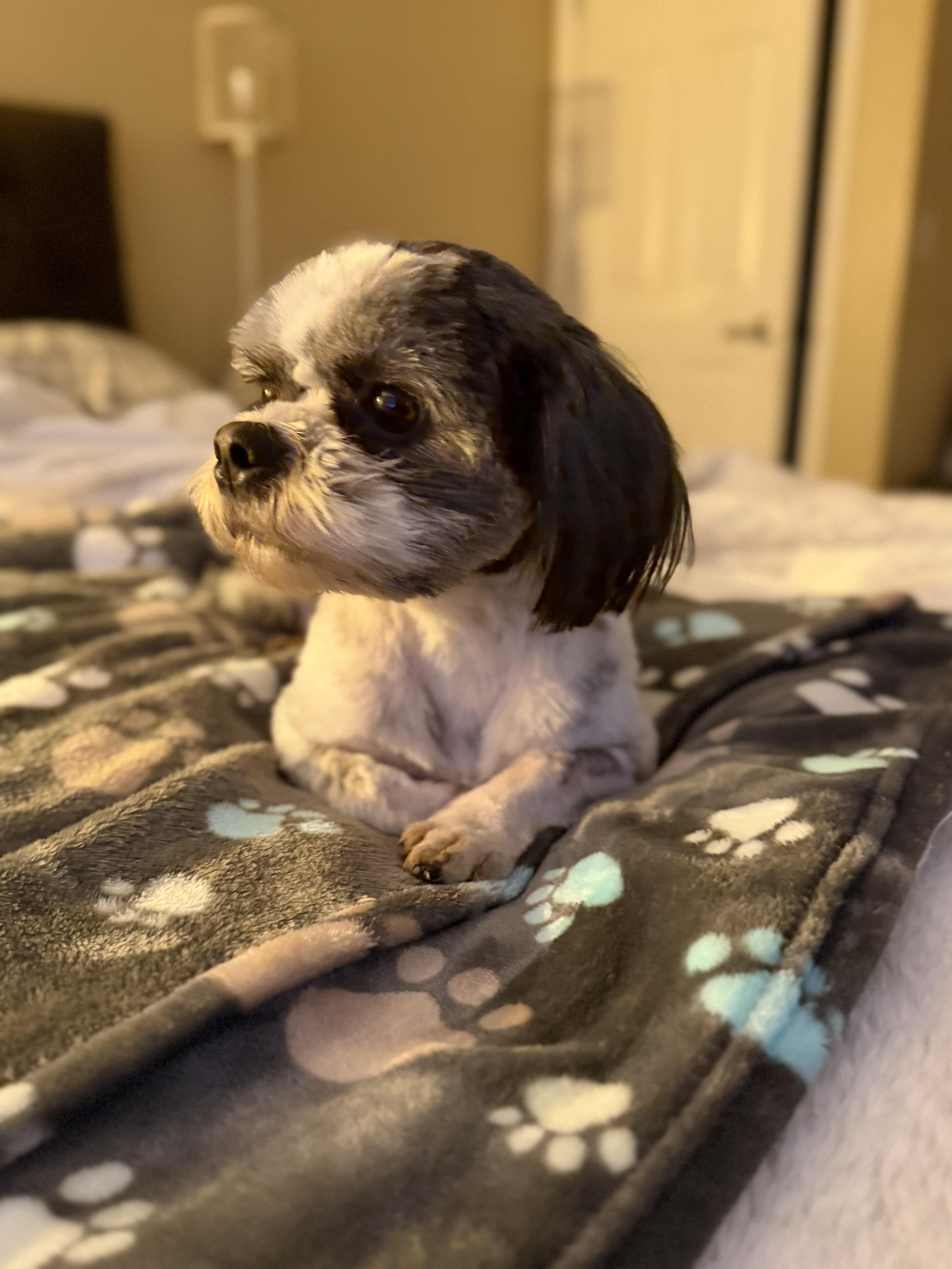 Enlarge Bosco, an adopted Shih Tzu in Olympia, WA image 4/5