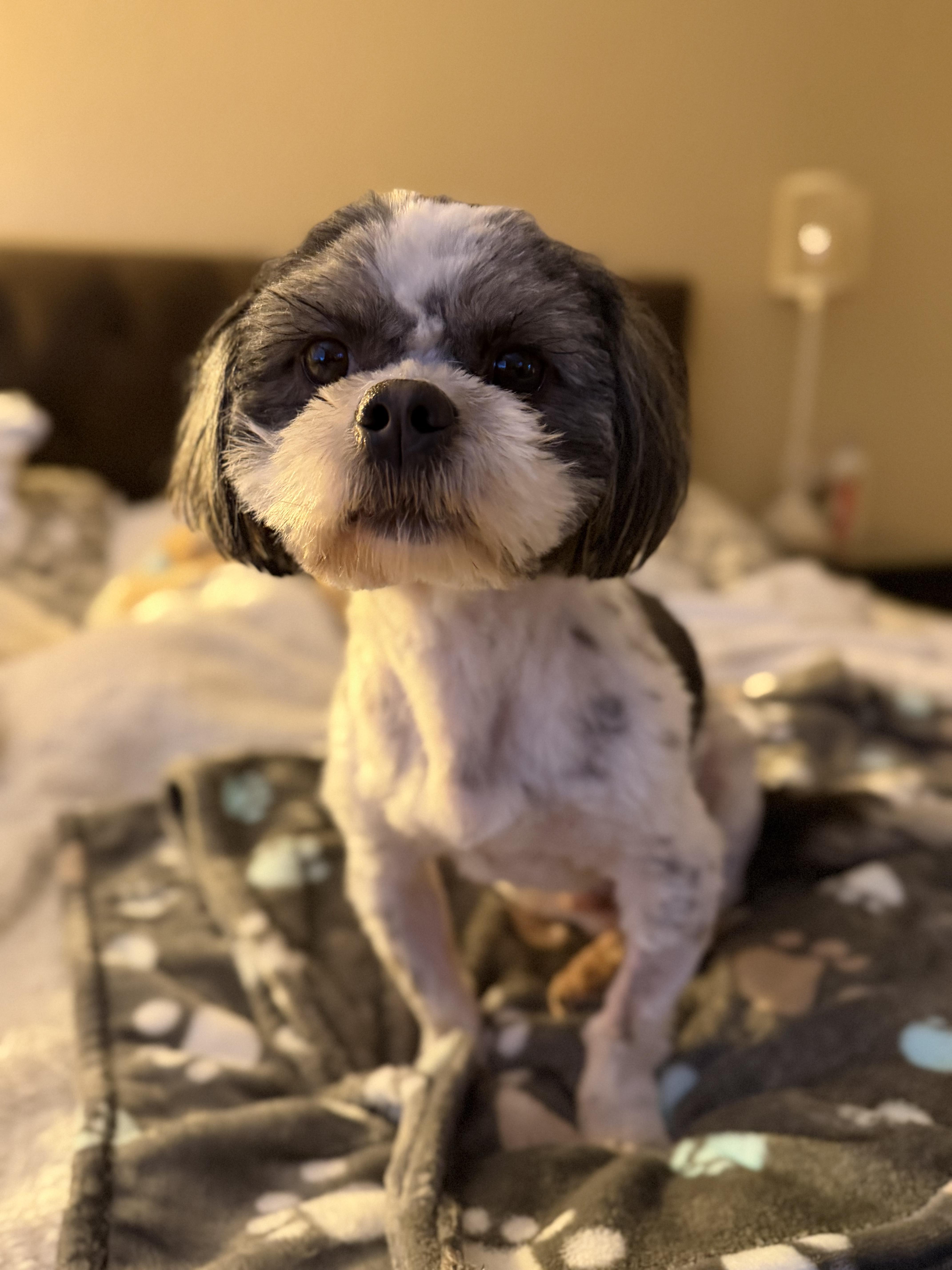 Enlarge Bosco, an adopted Shih Tzu in Olympia, WA image 5/5