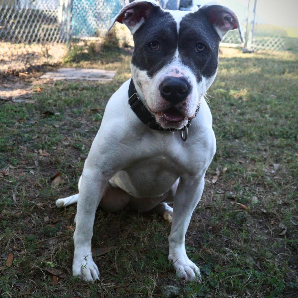 Aphrodite, Adoptable, Adult Female Terrier.