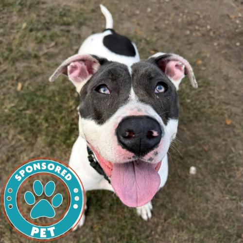 Aphrodite, a Adoptable mixed breed in Lakeland, FL image 2/6