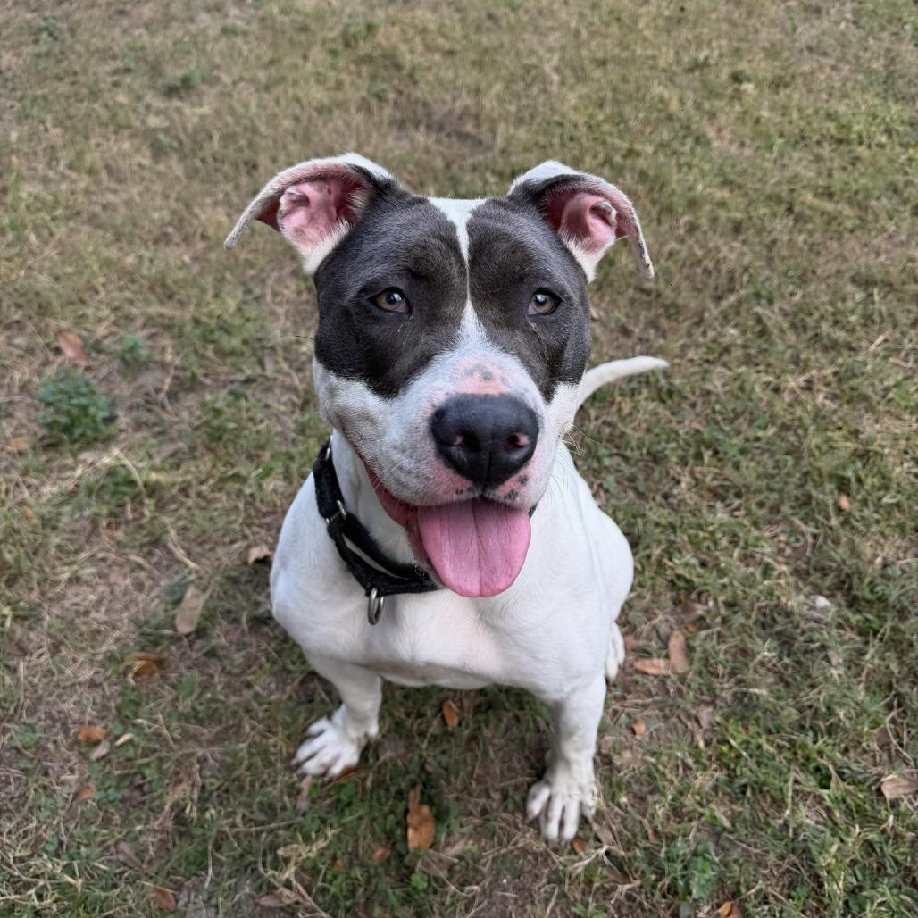 Aphrodite, a Adoptable mixed breed in Lakeland, FL image 3/6