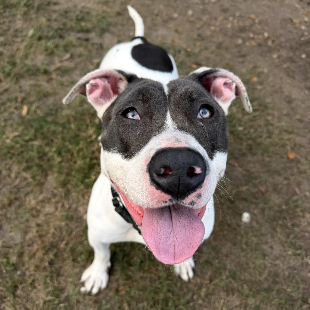 Aphrodite, a Adoptable mixed breed in Lakeland, FL image 4/6