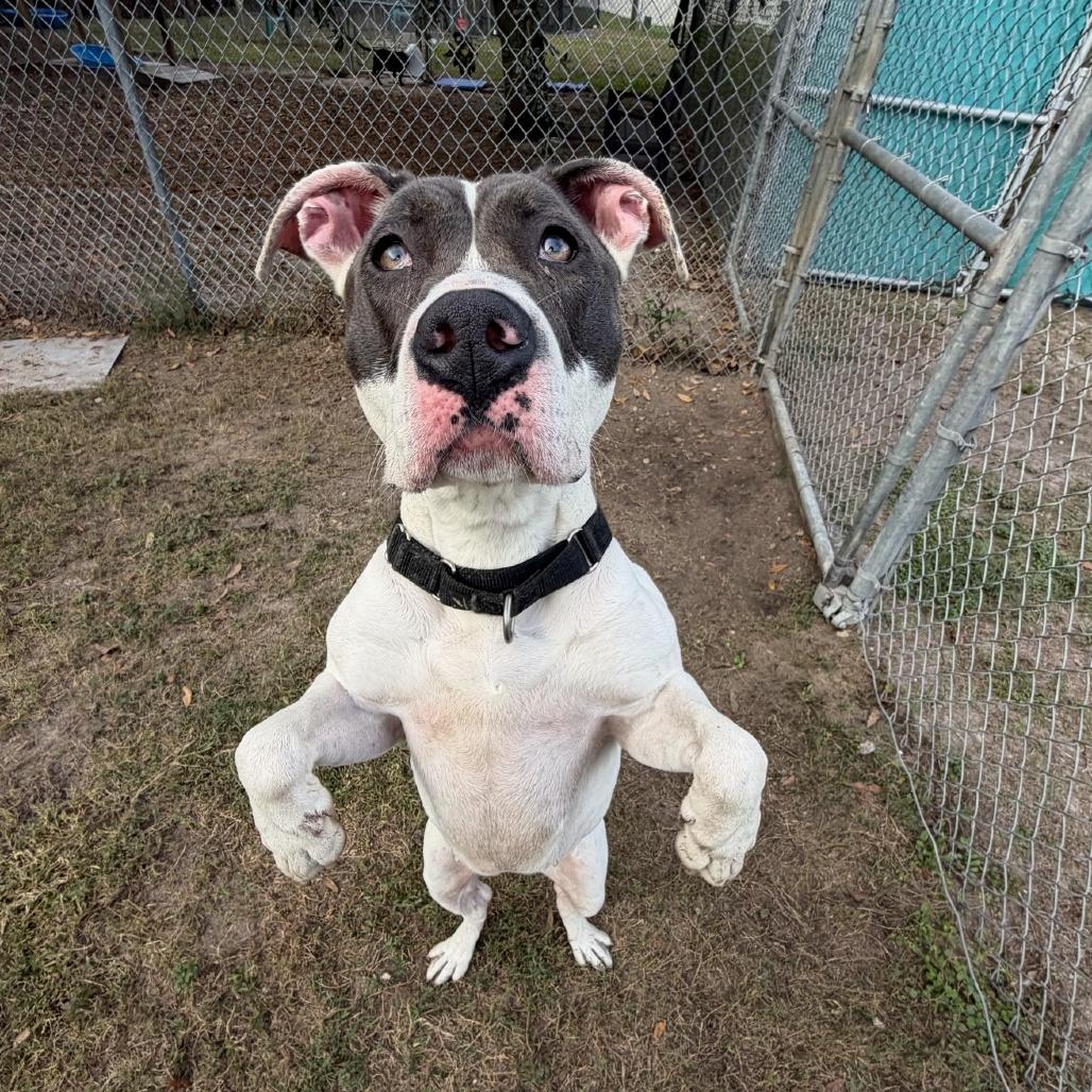 Aphrodite, a Adoptable mixed breed in Lakeland, FL image 5/6