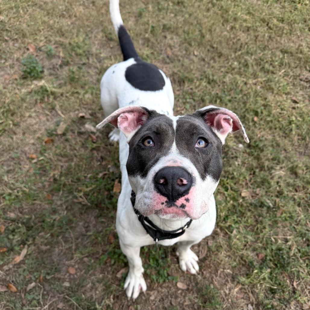 Aphrodite, a Adoptable mixed breed in Lakeland, FL image 6/6