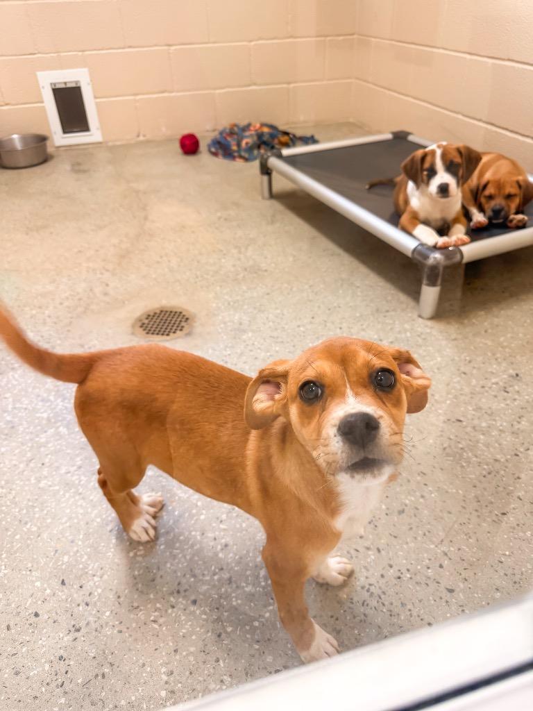 Zazu, Adoptable, Puppy Female Black Mouth Cur & Hound.