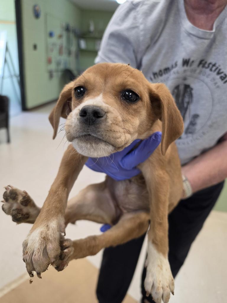 Enlarge Zazu, a Adoptable mixed breed in Burnsville, NC image 2/2