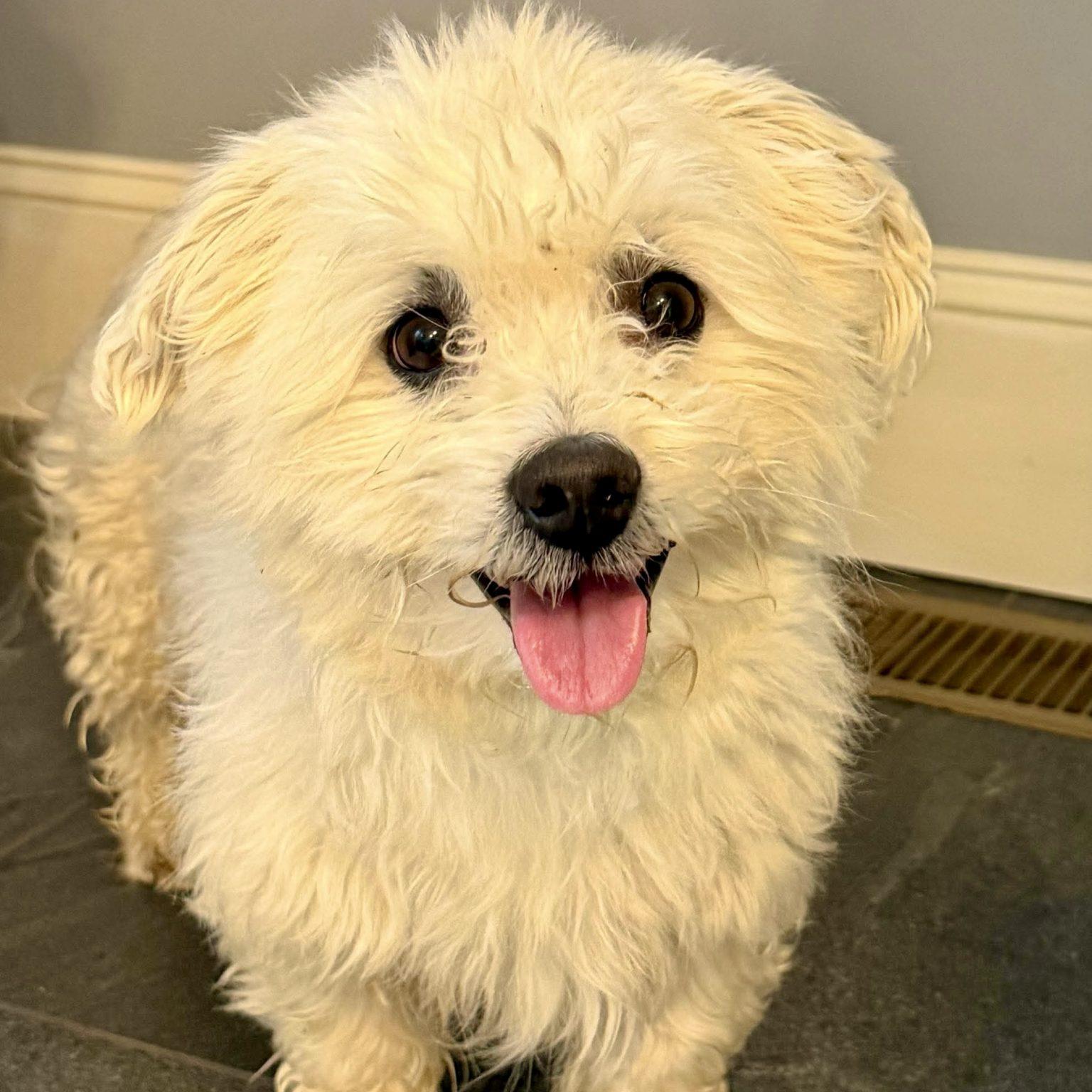 Kristoff, Adoptable, Adult Male Terrier.