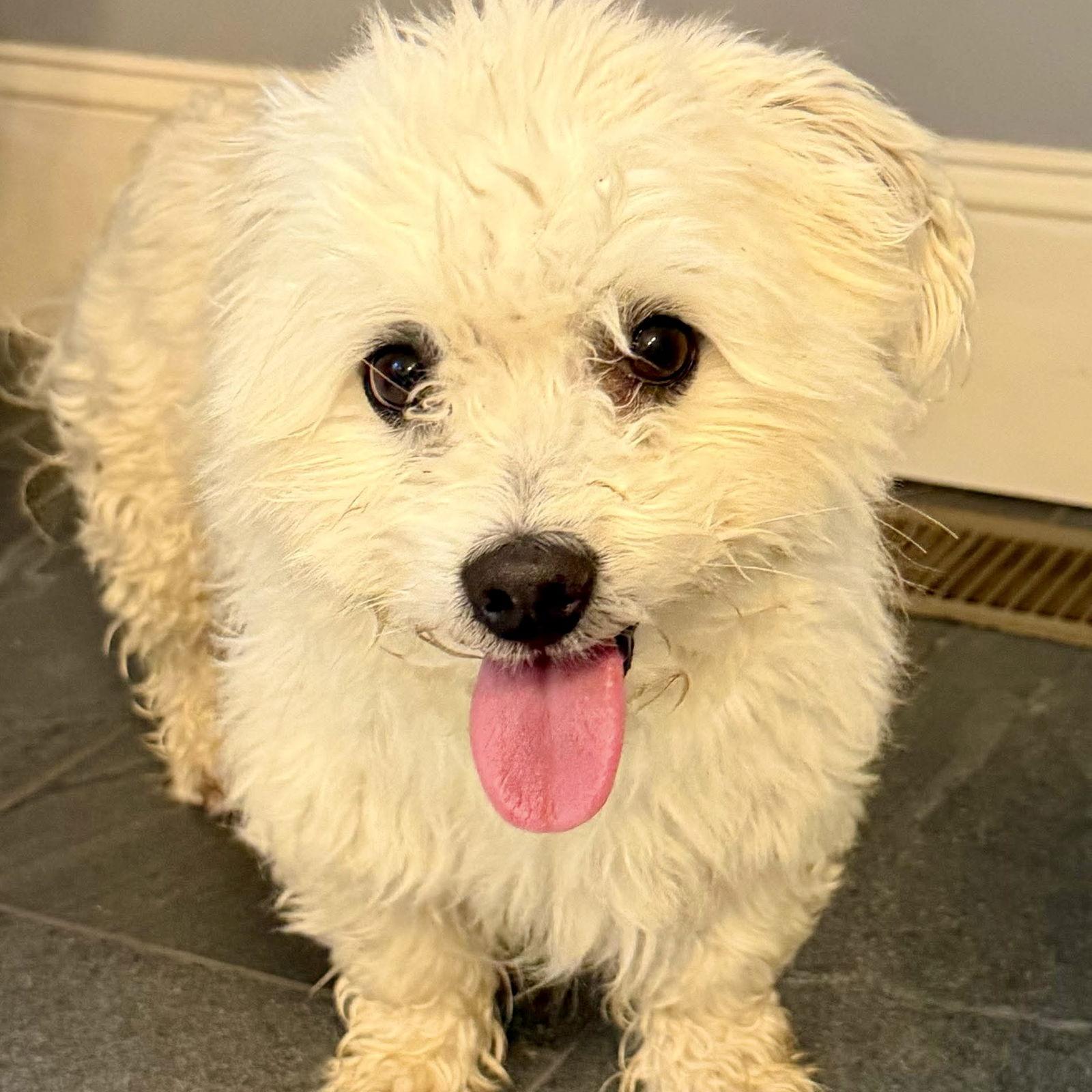 Enlarge Kristoff, a Adoptable Terrier in Hillsborough , NC image 2/3