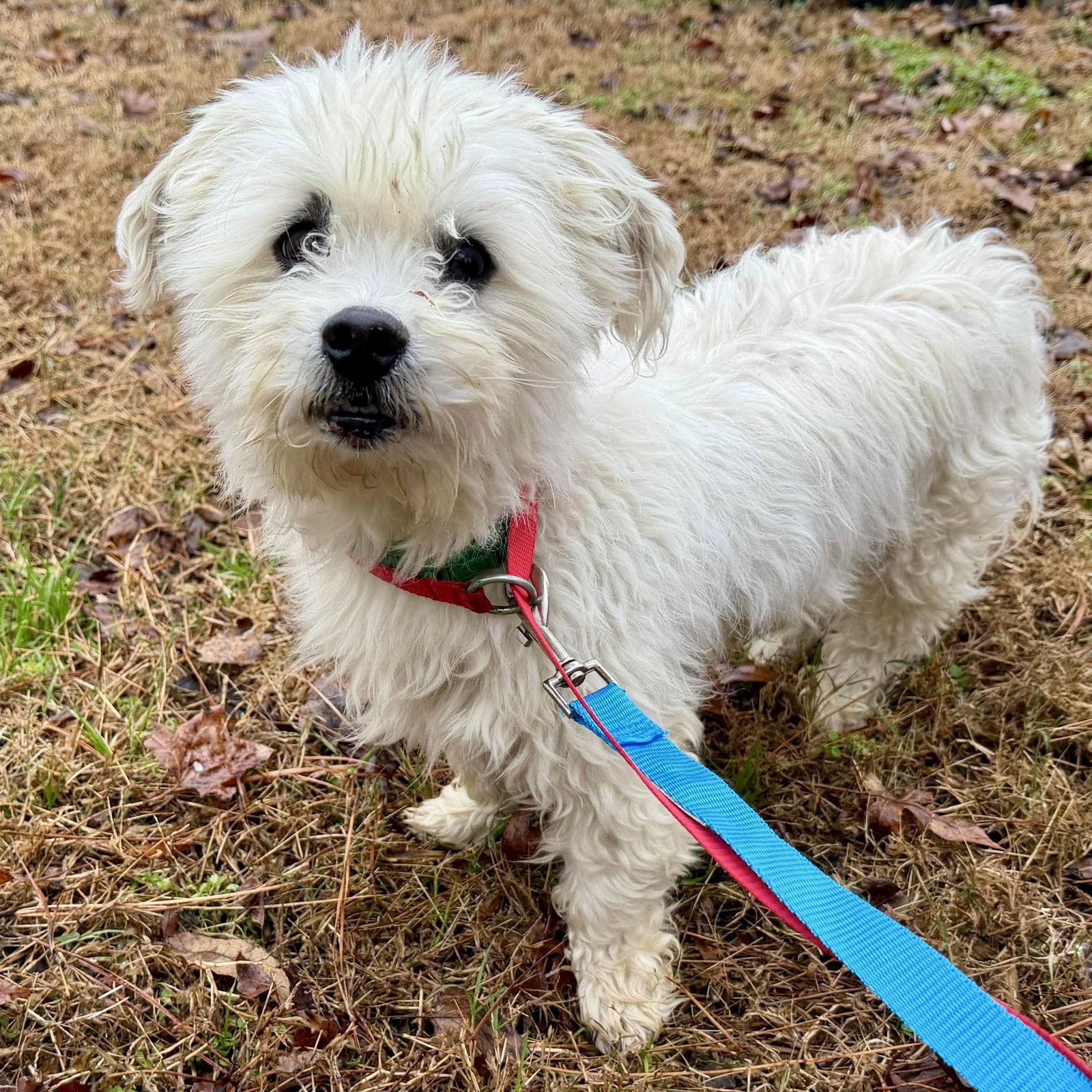 Enlarge Kristoff, a Adoptable Terrier in Hillsborough , NC image 3/3