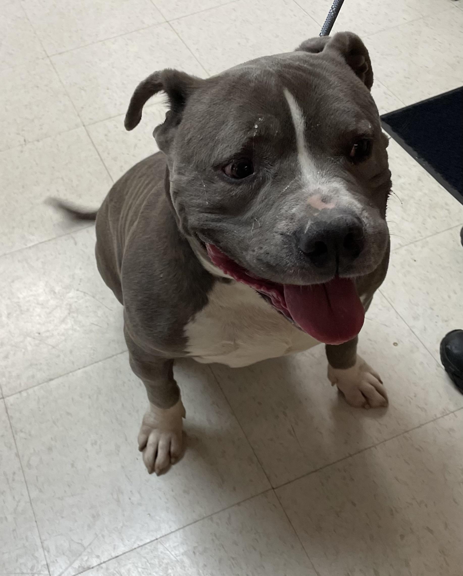 Enlarge Meatloaf AVAILABLE, a Adoptable American Bully in Canton, OH image 2/5