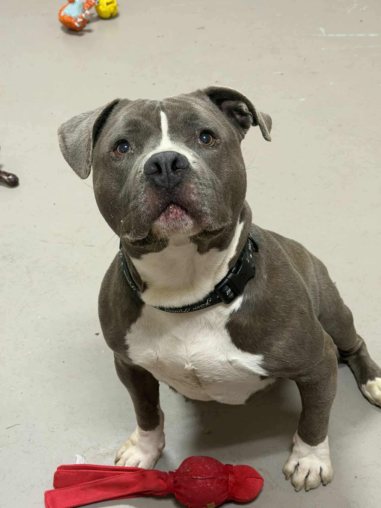 Enlarge Meatloaf AVAILABLE, a Adoptable American Bully in Canton, OH image 1/5