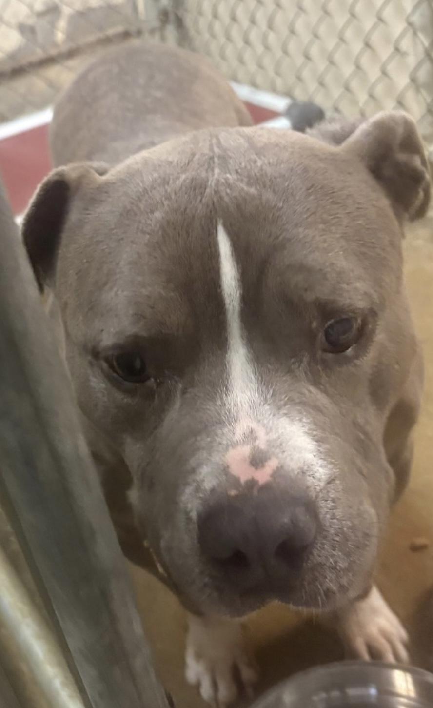 Enlarge Meatloaf AVAILABLE, a Adoptable American Bully in Canton, OH image 5/5