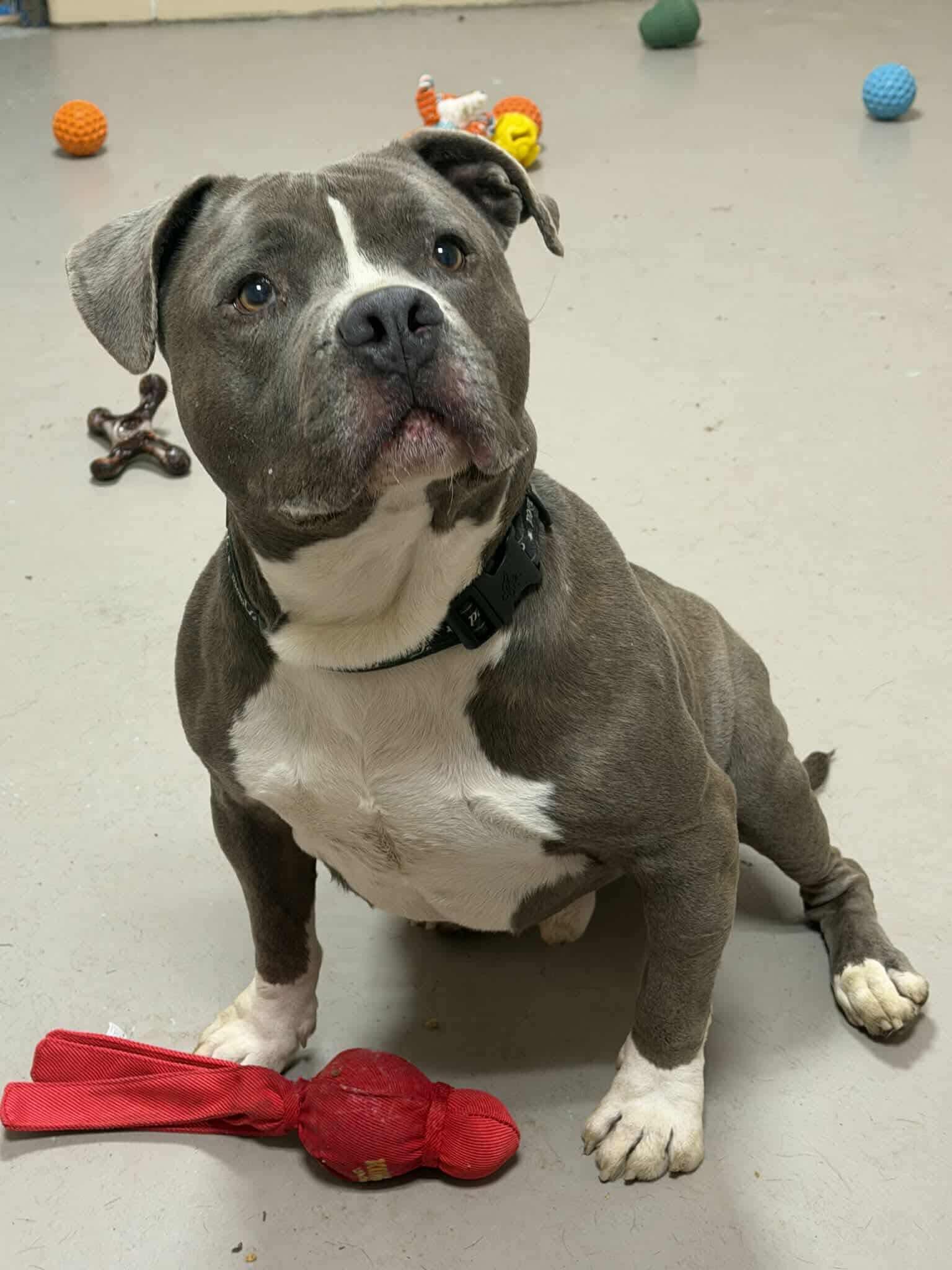 Enlarge Meatloaf AVAILABLE, a Adoptable American Bully in Canton, OH image 2/5