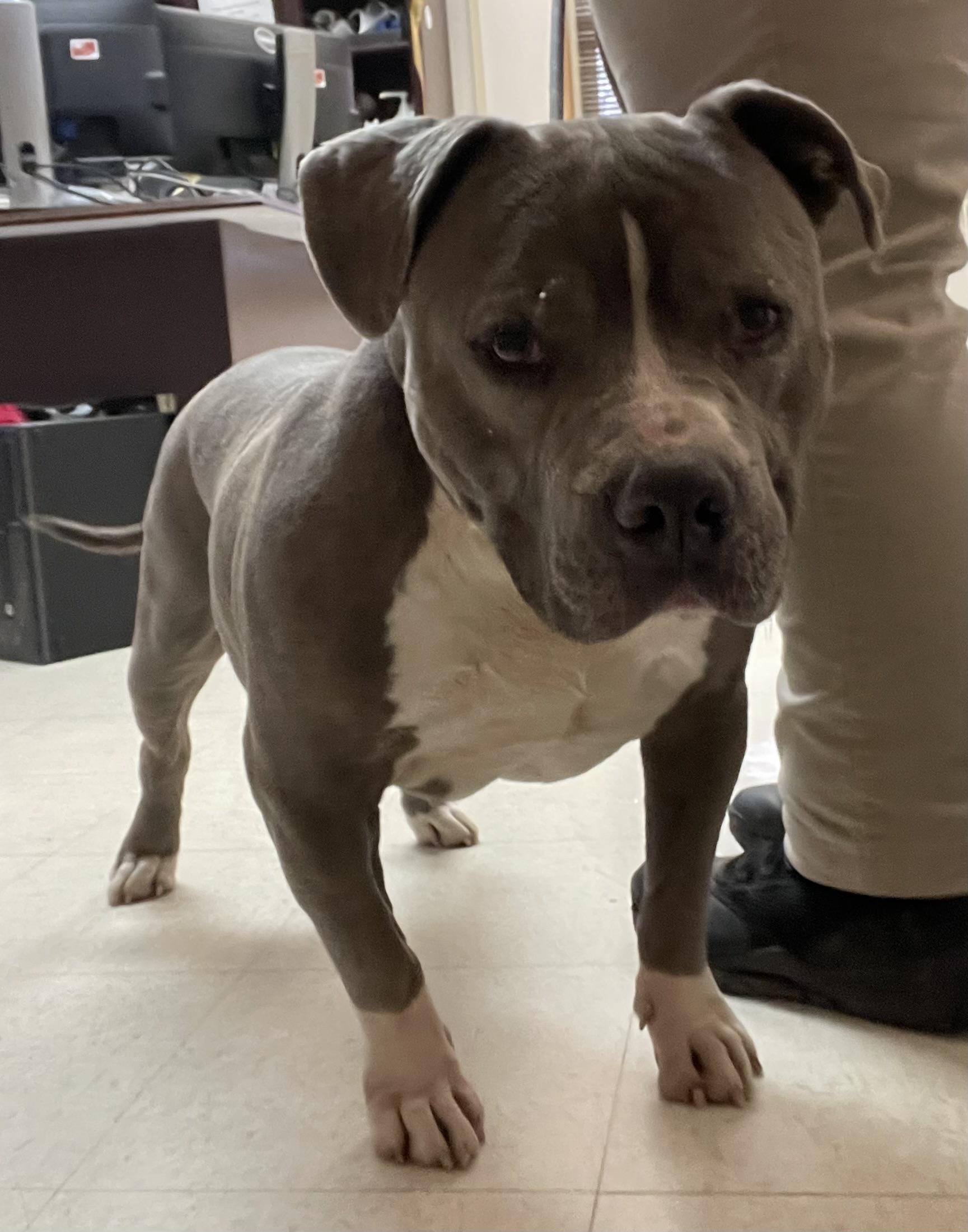 Enlarge Meatloaf AVAILABLE, a Adoptable American Bully in Canton, OH image 1/5