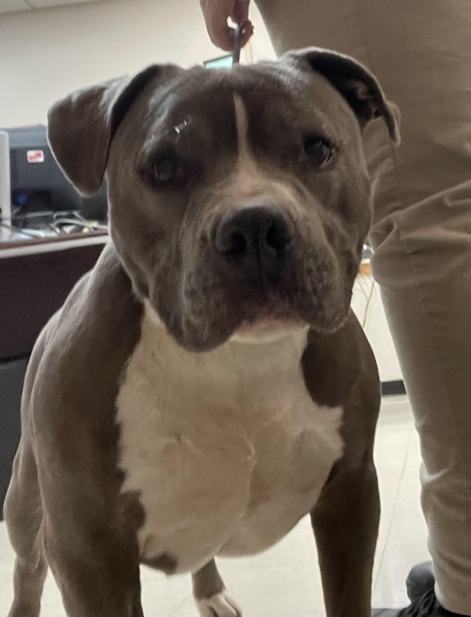 Enlarge Meatloaf AVAILABLE, a Adoptable American Bully in Canton, OH image 4/5