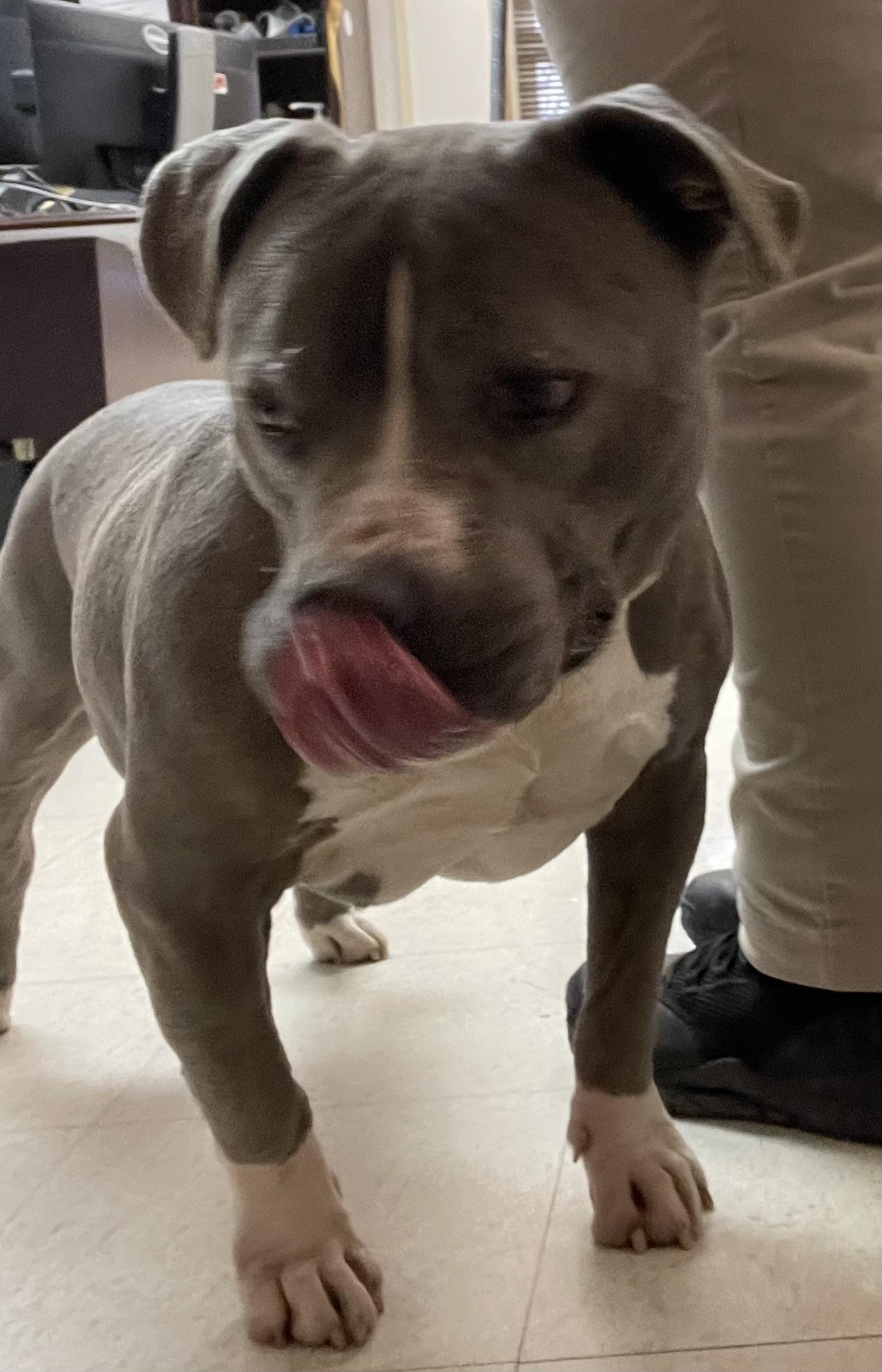 Enlarge Meatloaf AVAILABLE, a Adoptable American Bully in Canton, OH image 3/5