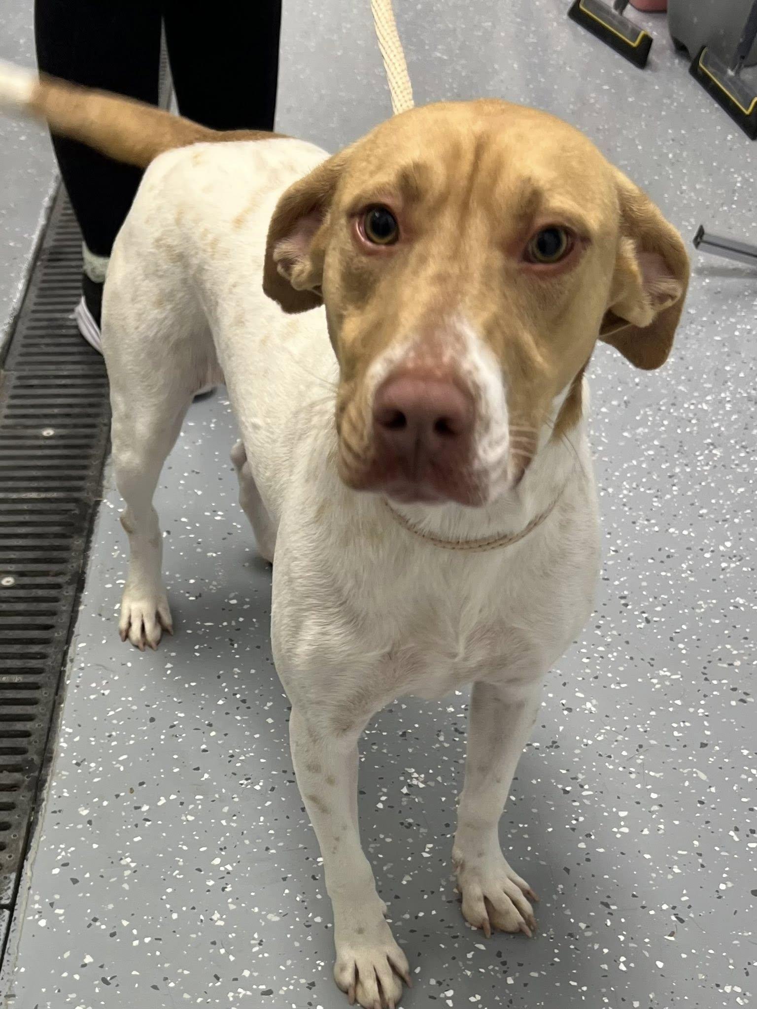 Walker, adopted, Adult Male Mixed Breed.