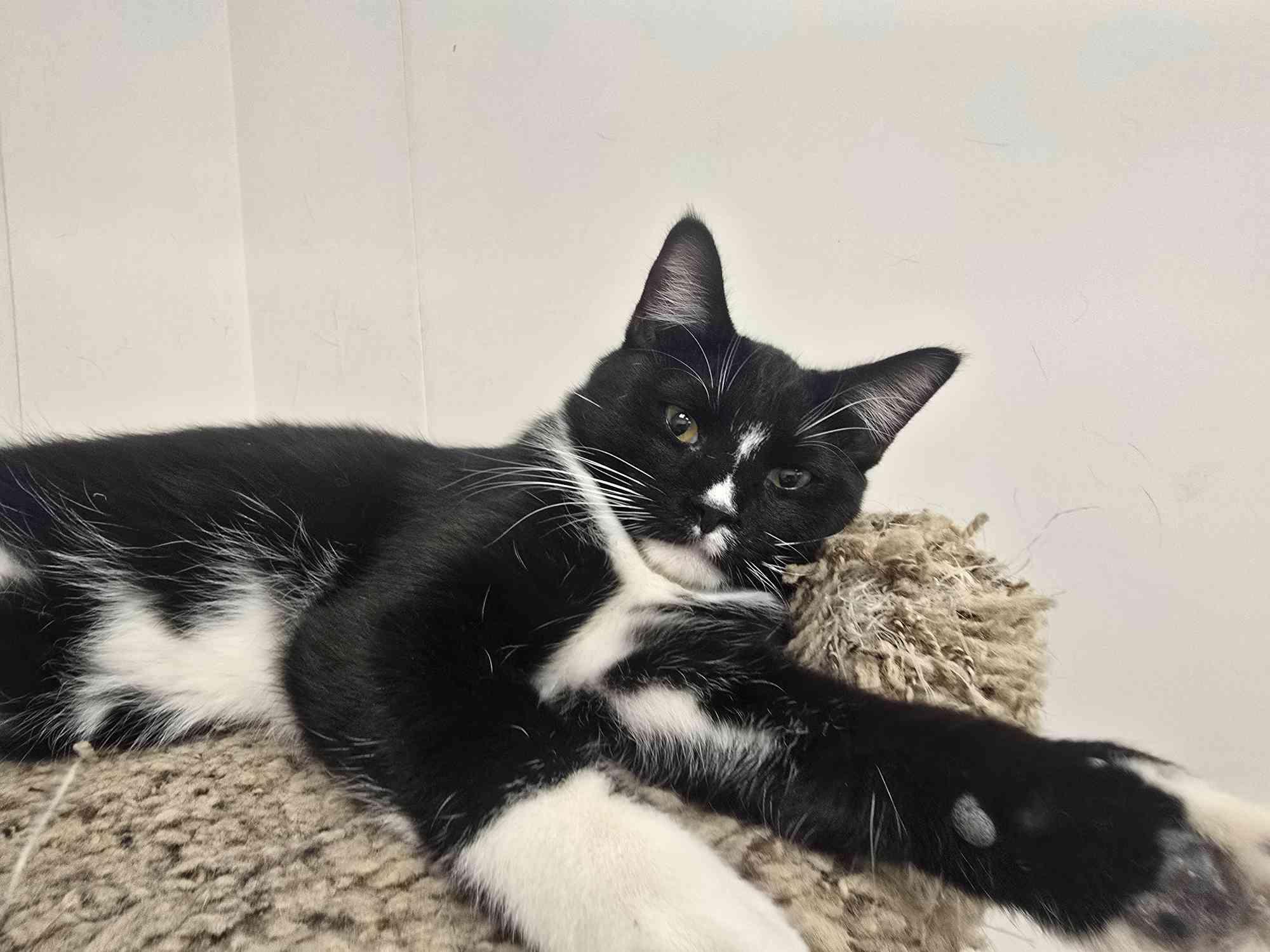 Briar, a Adoptable Domestic Short Hair in Great Falls, MT image 1/3