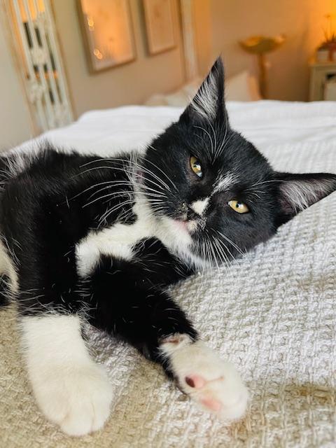 Briar, a Adoptable Domestic Short Hair in Great Falls, MT image 2/2