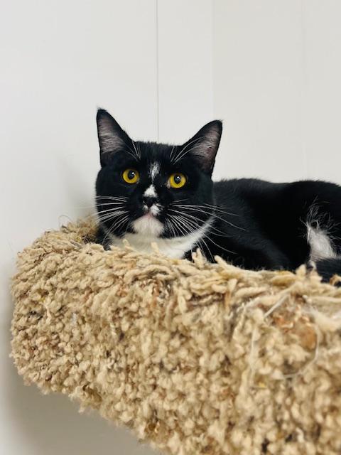 Briar, Adoptable, Young Male Domestic Short Hair.