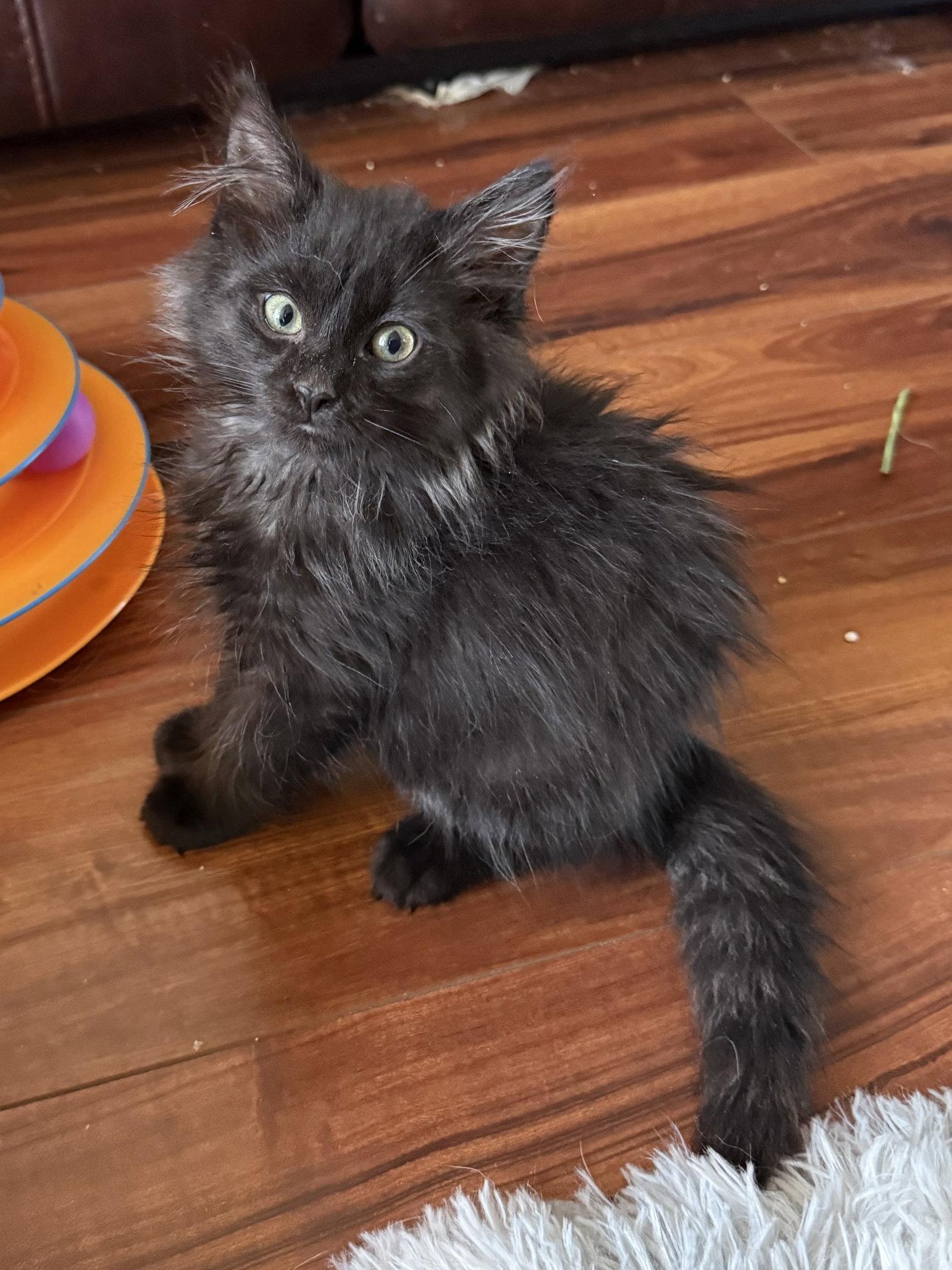 Cheddar (bonded with Smokey_, a Adopted Domestic Medium Hair in Antioch, CA image 2/2