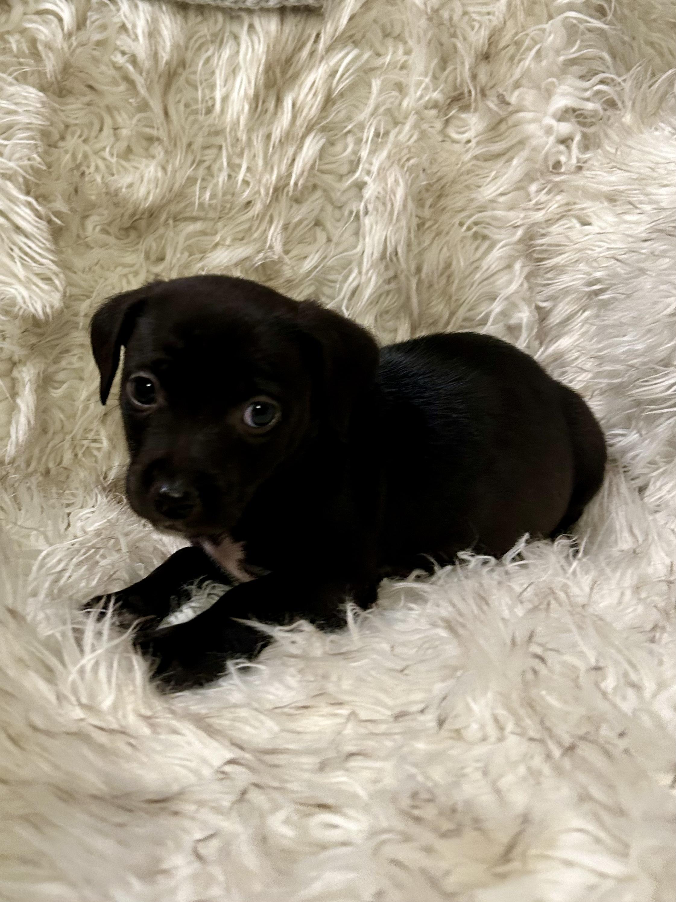 Angel — thumbnail 3