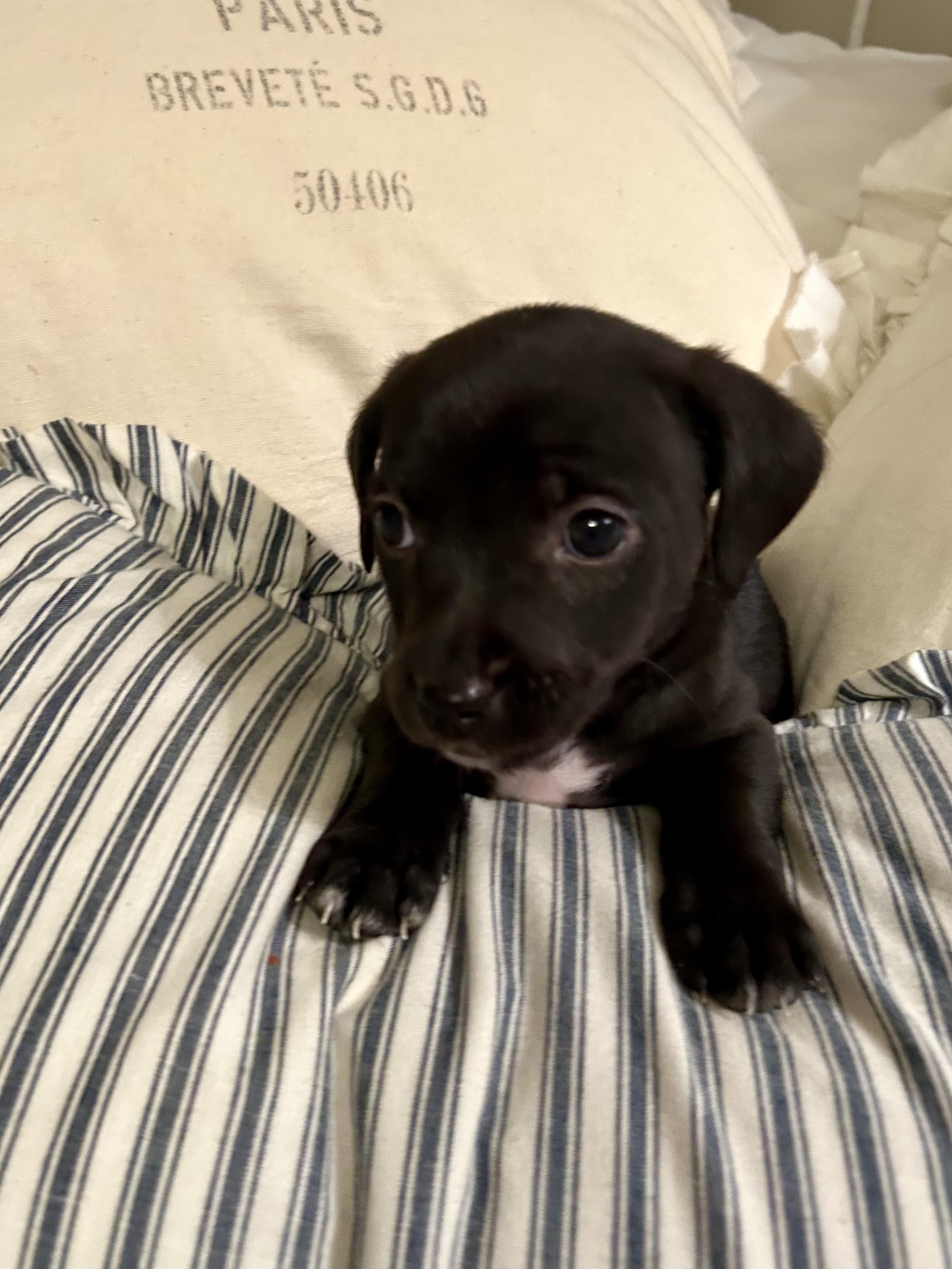 Angel — thumbnail 4