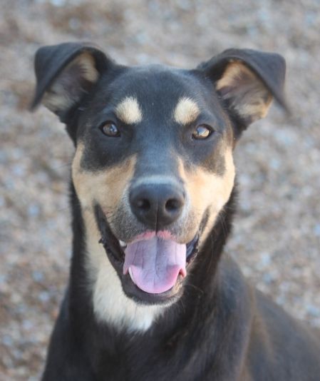 Sorrel (Tulip Brother), a Adoptable mixed breed in Wynne, AR image 1/12
