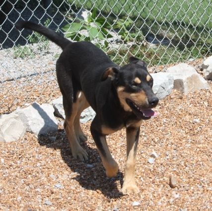 Sorrel (Tulip Brother), a Adoptable mixed breed in Wynne, AR image 2/12