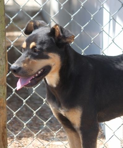 Sorrel (Tulip Brother), a Adoptable mixed breed in Wynne, AR image 3/12