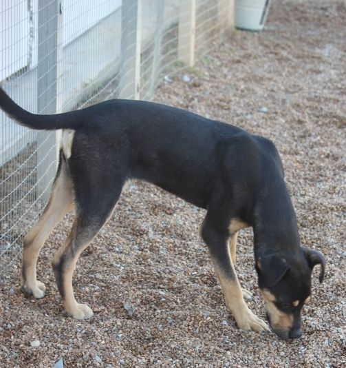 Sorrel (Tulip Brother), a Adoptable mixed breed in Wynne, AR image 4/12