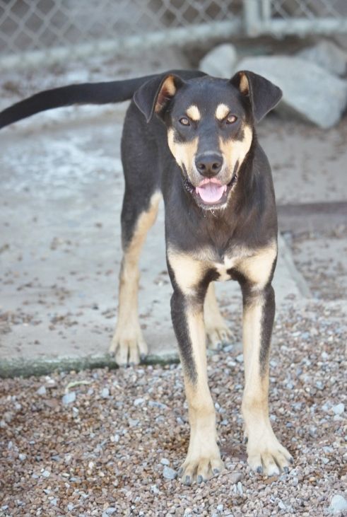 Sorrel (Tulip Brother), a Adoptable mixed breed in Wynne, AR image 5/12