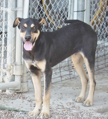 Sorrel (Tulip Brother), a Adoptable mixed breed in Wynne, AR image 6/12