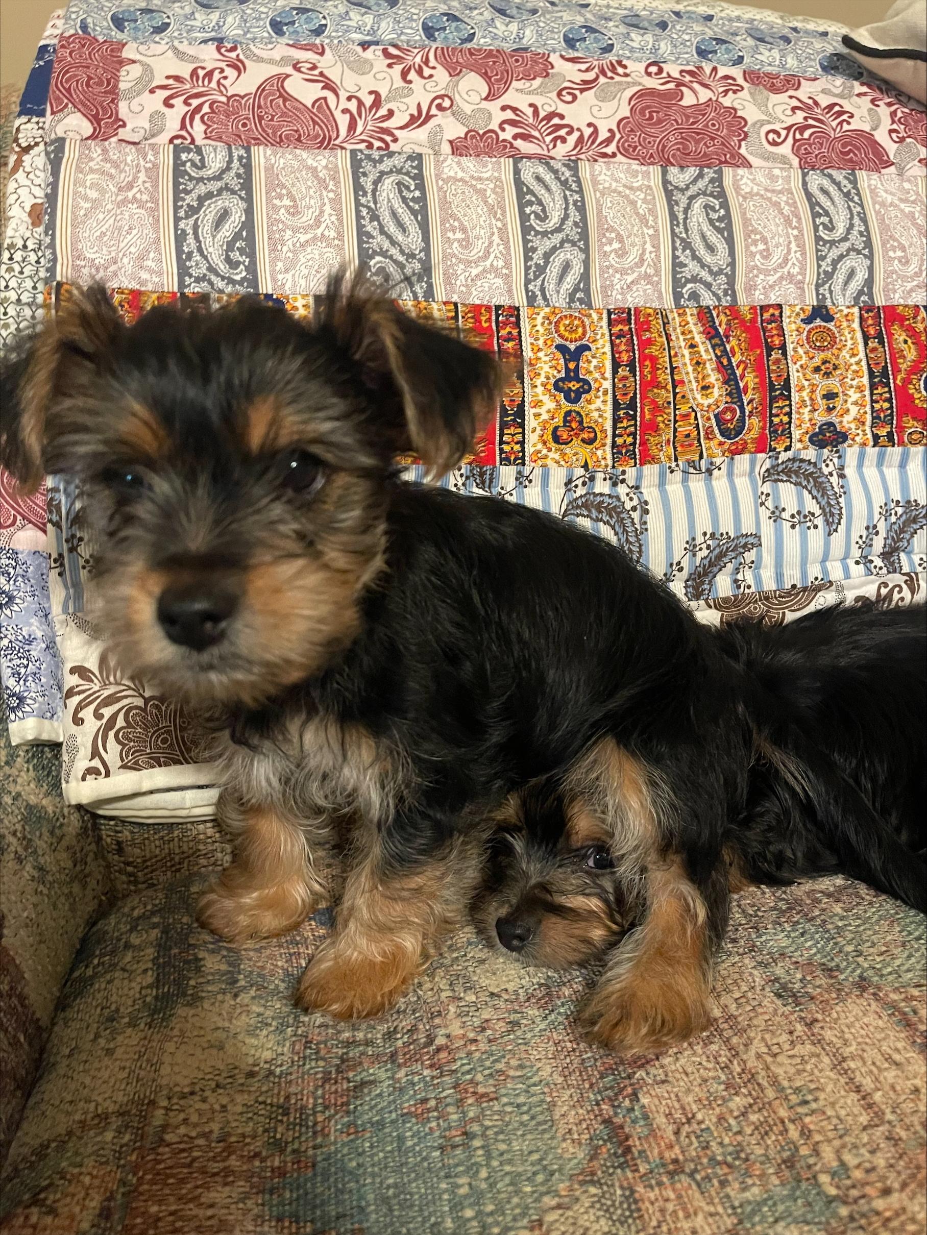 Bear, ADOPTABLE, Puppy Male Yorkie Poo.