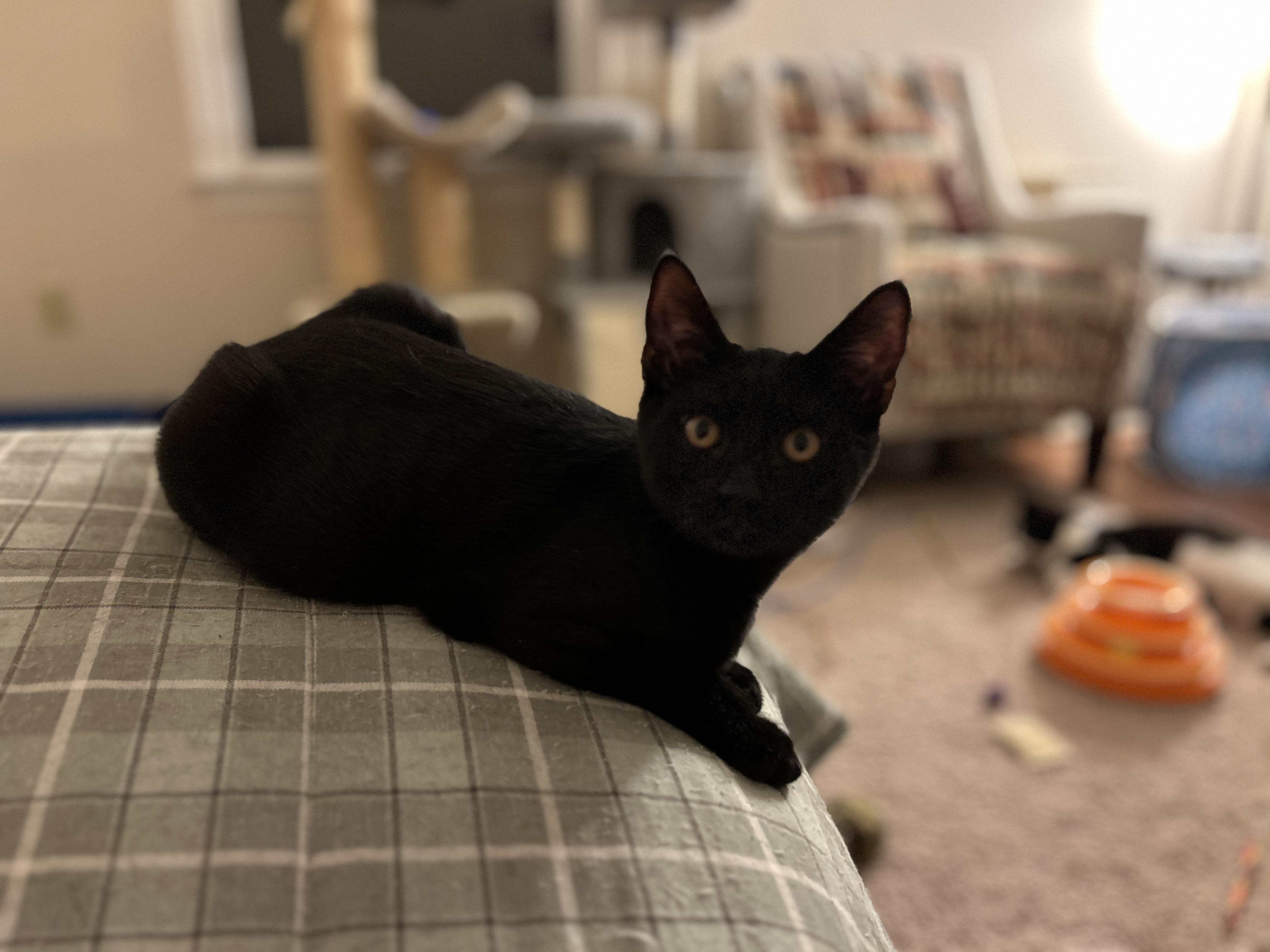 Gamora, Adoptable, Kitten Female Domestic Short Hair.