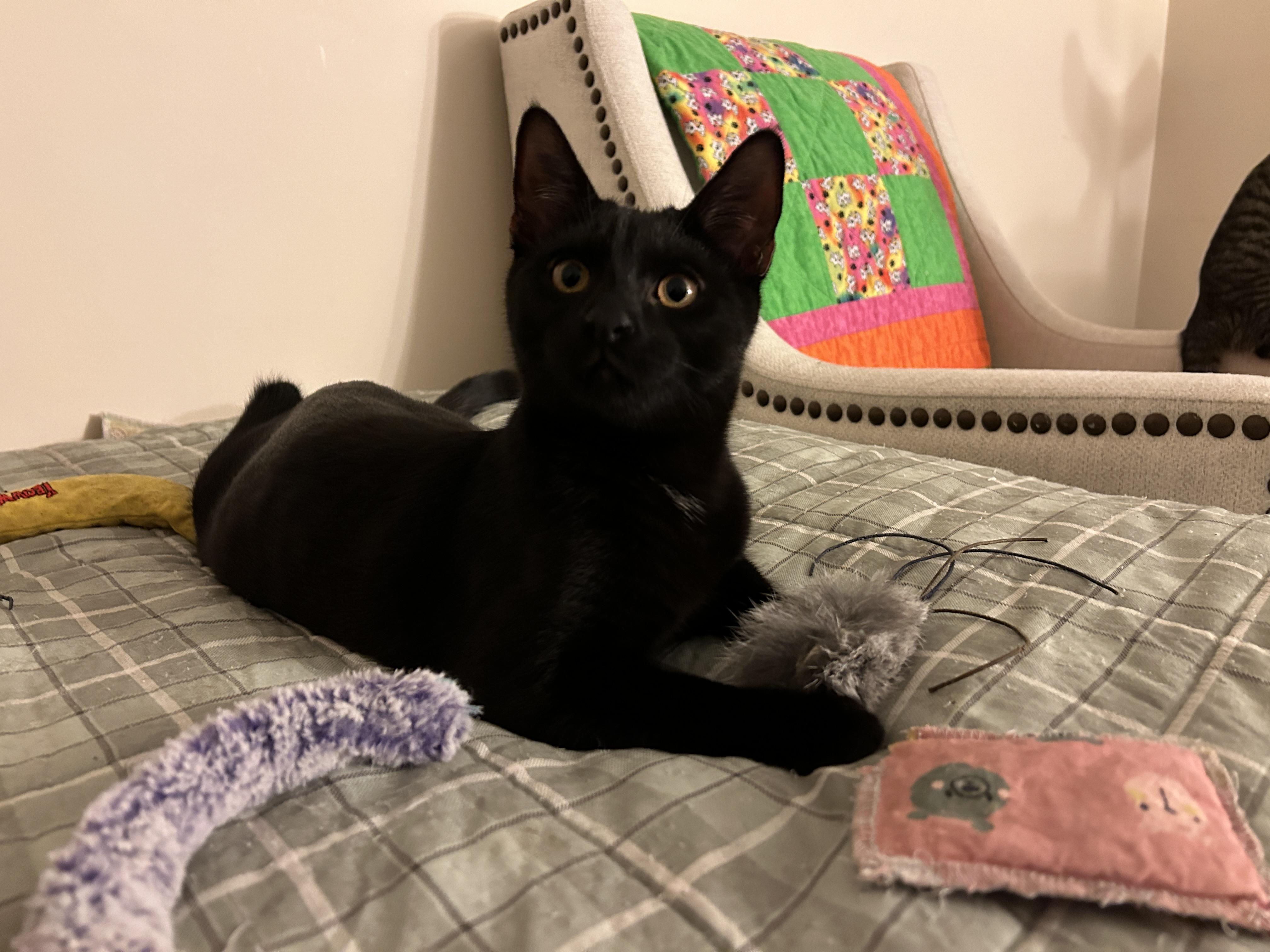 Gamora, Adoptable, Kitten Female Domestic Short Hair.