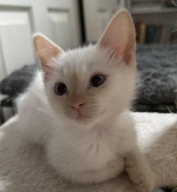 Macie, Adopted, Kitten Female Siamese.