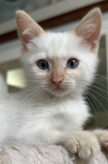 Enlarge Macie, a Adopted mixed breed in Davis, CA image 2/2