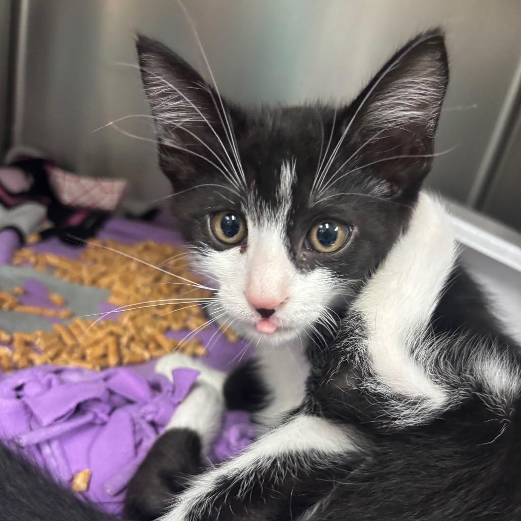 Prongs, Adoptable, Kitten Male Domestic Short Hair.