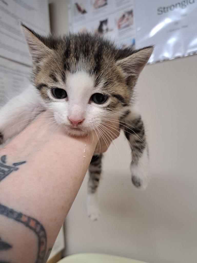 Alen, Adoptable, Kitten Male Domestic Short Hair.