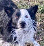 Angelina, ADOPTABLE, Adult Female Australian Cattle Dog / Blue Heeler.