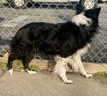 Enlarge Angelina, a ADOPTABLE Australian Cattle Dog / Blue Heeler in Glasgow, KY image 2/3