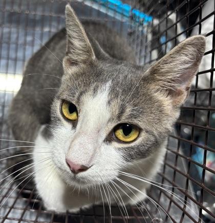 Rudy, Adoptable, Adult Male Domestic Short Hair.