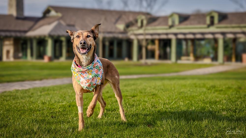 Enlarge Roxi, a Adoptable mixed breed in Kettering, OH image 1/3
