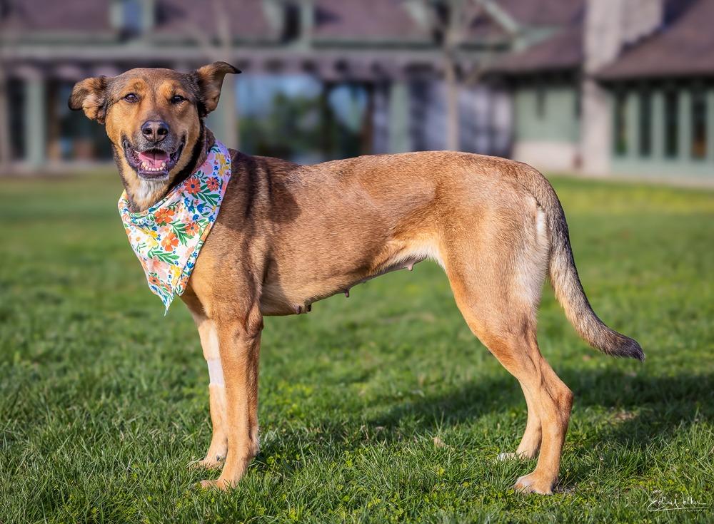 Enlarge Roxi, a Adoptable mixed breed in Kettering, OH image 2/3
