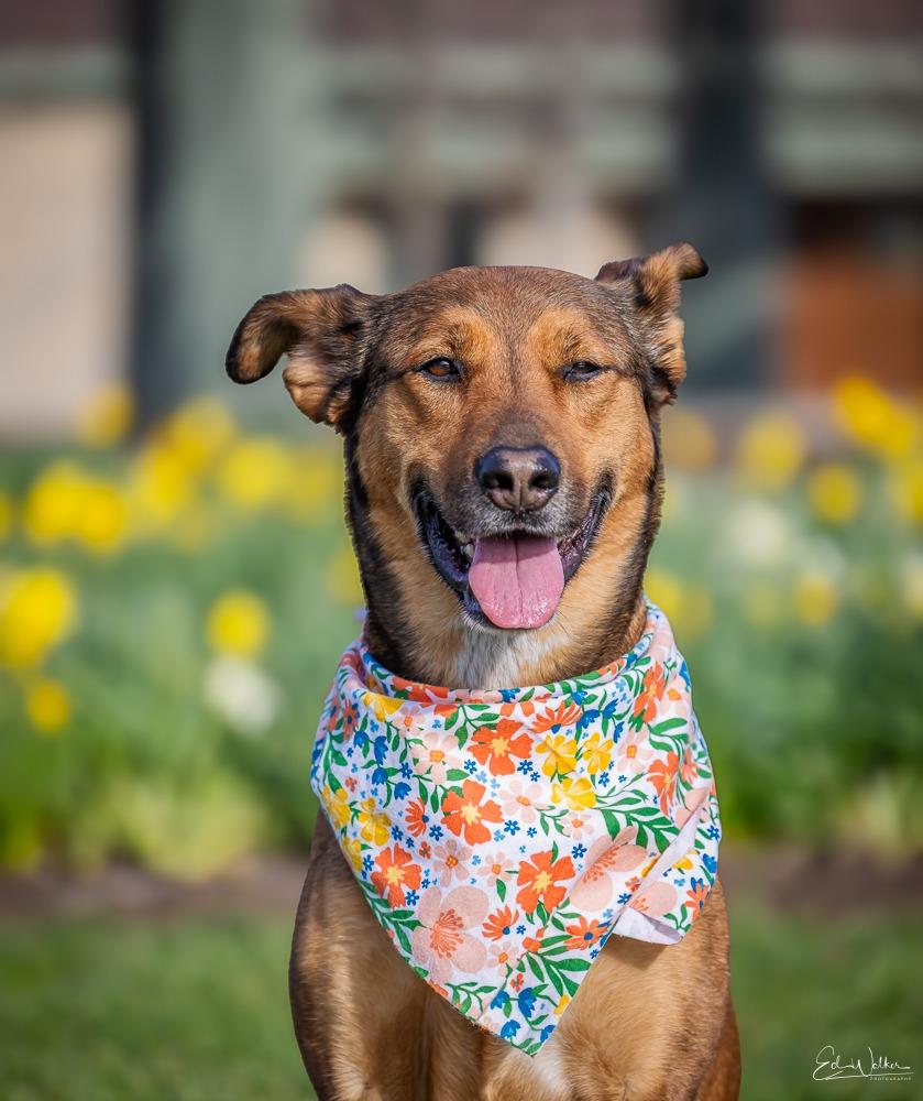 Enlarge Roxi, a Adoptable mixed breed in Kettering, OH image 3/3
