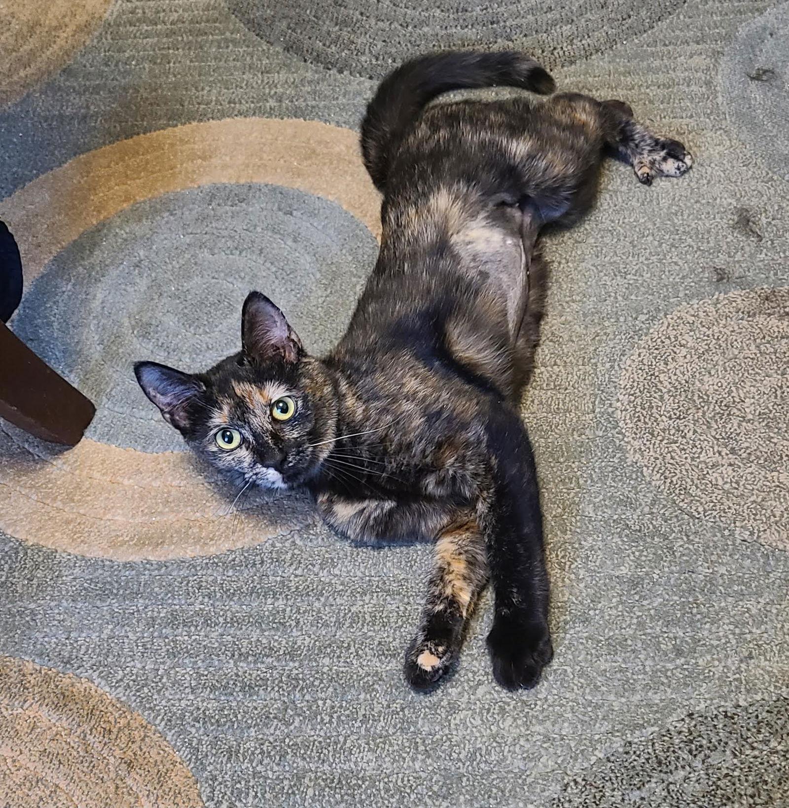 Felicity, a Adopted mixed breed in Crossville, TN image 1/3