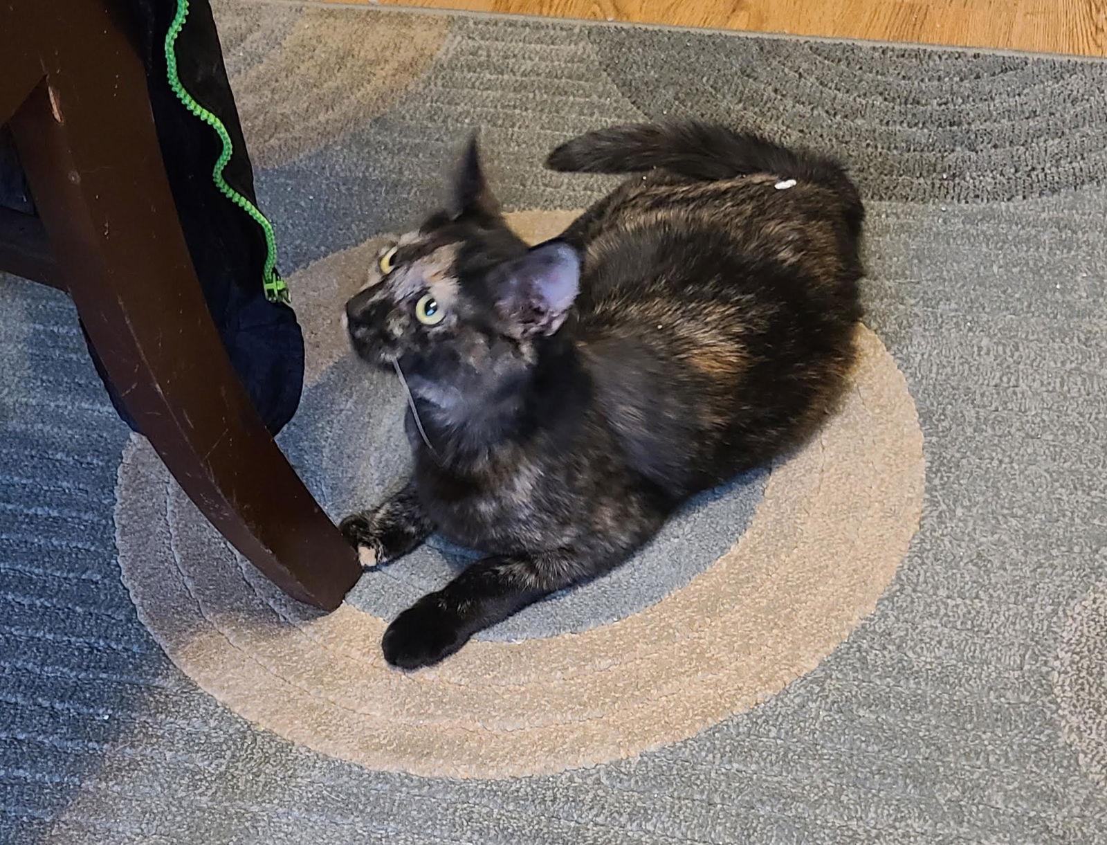 Felicity, a Adopted mixed breed in Crossville, TN image 2/3