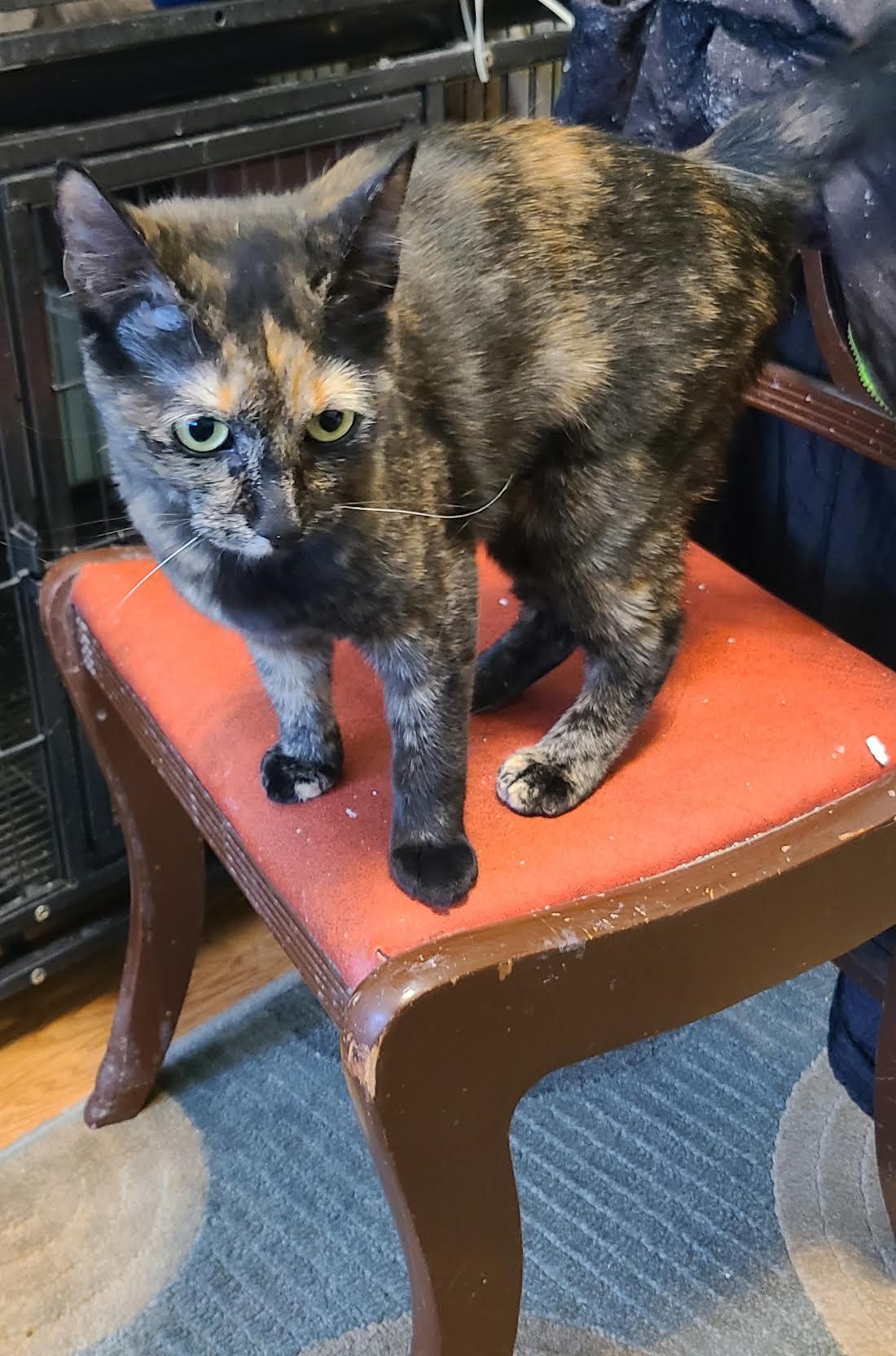 Felicity, a Adopted mixed breed in Crossville, TN image 3/3