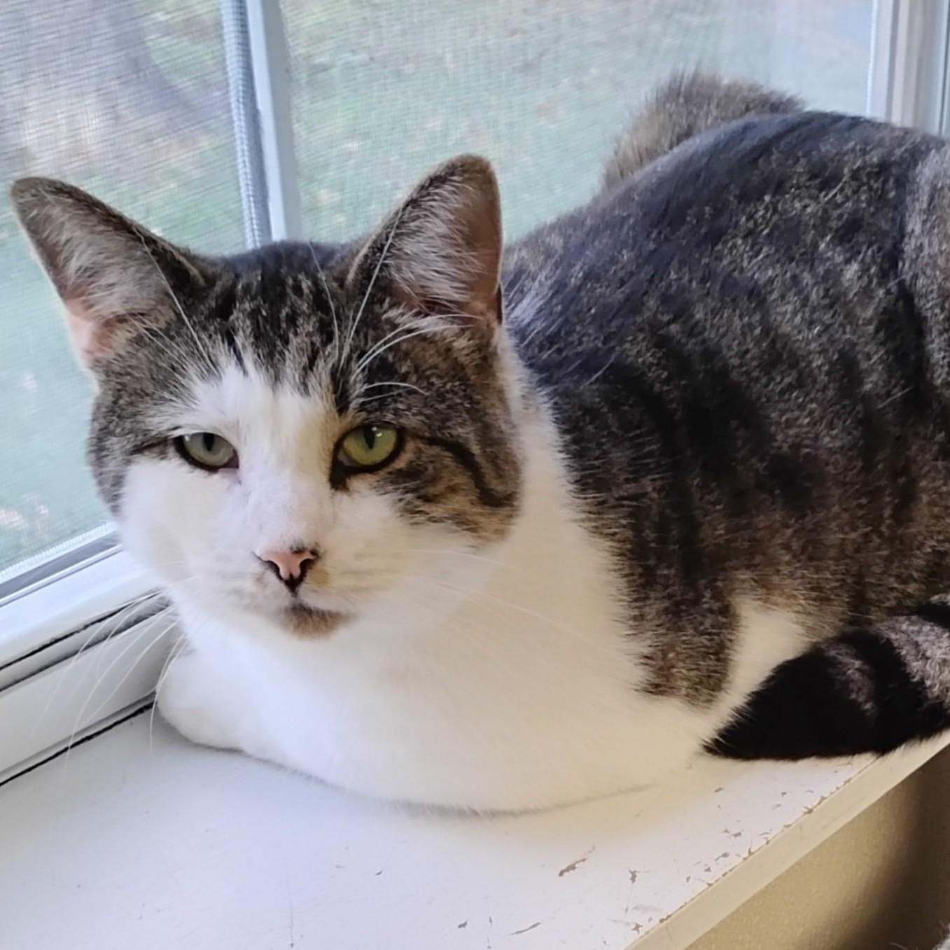 Nick, a Adoptable Domestic Short Hair in Dillsburg, PA image 1/6